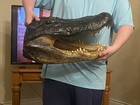 20  Alligator Head From A 12 Foot Gator Taxidermy Swamp 