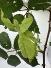 Cryptophyllium Oyae Leaf Insect 1ct Live Feeder Insect