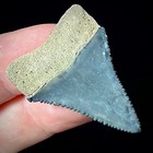 Great White Shark Tooth 1 42  Megalodon Teeth Era Real Fossil Unrestored