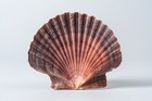 Nessastores- Mexican Flat Sea Shell Beach Craft Scallop 2  - 3    3 Pcs   jc-030