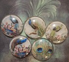 Peacock Refrigerator Magnets Set Of 5 Glass Dome Kitchen Decor 