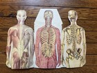 Antique Human Anatomy Diagrams Fold Out Prints Male 1930s Flat Folding Poster