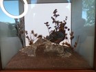 Victorian Cased Taxidermy Of A Pheasant Amongst Natural Habitat