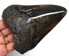 Megalodon Shark Tooth - Real Fossil Shark Teeth 4 38    - No Restorations 