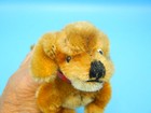 Vintage German Steiff Dachshund Dog  waldi  Red Collar