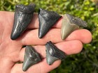 Fossil Megalodon Sharks Teeth Lot Of 5 South Carolina Shark Tooth Collection