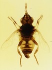 Antique Microscope Slide - Clarke   Page - Hover Fly   Insect  Entomology