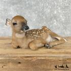  26011 P   Whitetail Deer Fawn Life-size Taxidermy Mount For Sale