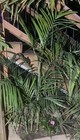 Chamaedorea Radicalis -  aborescent Variant  Oregon Grown provenance - 14f