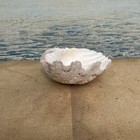 Clam Shell Tridacna 8   wide   6   deep  3 1 2   tall  Coastal Home Decor