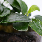 Anubias Nana On Nano Driftwood Live Plants Aquarium Decoration Freshwater Tank