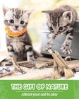 Silvervine Sticks For Cats 10 Pack Natural Catnip Chew Toys For Kittens Teeth