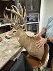 Trophy Whitetail Shoulder Mount Non-typical 12pt  200    Saskatchewan Buck