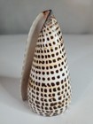 South African Turban Seashell Turbo Sarmaticus Decorative Snail Shell 4  Tall 