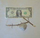 Tiny Baldface Hornet Wasp Nest