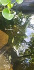Pond Filter System     