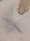 Large Puffy Sea Biscuit Sand Dollar Seashell Nautical Ocean Beach Decor