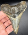 Incredible Xl 3 32    Angustiden Shark Tooth Fossil Megalodon Family Cooper River