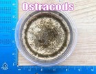 Ostracods Live Aquatic Crustaceans Aquarium Fish Tank Ecosystem Seed Shrimp Ecos
