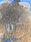Bl84 Hen Chicken Feathers Body Pelt Skin