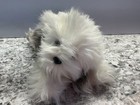Vintage Dakin 9    Gray White 1982 Shaggy Dog Puppy Stuffed Animal Plush Toy