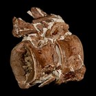 2 8  Ichthyodectes Fish Fossil Vertebrae Late Cretaceous Era Niobrara Formation