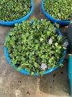      100 Water Hyacinth Pond Plants          100  Organic   Free Red Mangroves     