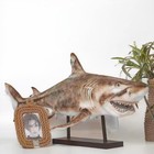 25-inch Giant Shark Sculpture ocean Sea Animal Figurines  Modern Decoration F   