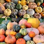 Rare Mixed Pumpkin Seeds   Grow   Autumn   Halloween   Fairytale   Snacks