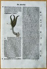 Post Incunable Leaf Hortus Sanitatis Colored Woodcuts Botany  n  - 1511