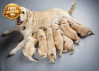 Puppy Collars For Litter Puppy Collars For Small Puppies Nylon Safety Whelping