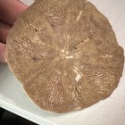 Natural Brown Sand Dollar Shell Collectible