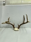 8 Point Whitetail Deer Antler Rack Skull Cap Taxidermy Mount Non Typical