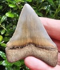 Calvert Cliffs Chubutensis Shark Tooth Fossil Not Megalodon