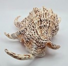 Strombidae Harpago Chiragra - 177 80 Mm   7 In - Nice Color    legs 