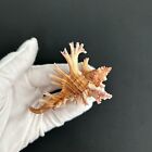 Chicoreus Palmarosae triplex Palmarosae  79mm  W o  Sir Lanka Muricidae Seashell