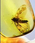Cretaceous Fossil Burmese Amber Burmite Cicada Insect Amber Fossil Myanmar