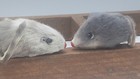 Vintage Miniature Mini Real Fur Toy Mouse 2 Mice Germany  Russ Berrie  1970s