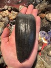 Big 5 22    Cetacean Fossil Tooth Extinct Megalodon Prey Rare South Carolina