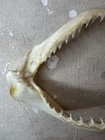Medium Shark Jaws