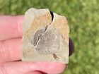 Eurypterus Sea Scorpion Fossil Head Ukraine Late Silurian Age Arthropod