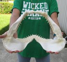 15  Blacktip Shark Jaw  Shark Teeth  Sharks  52104