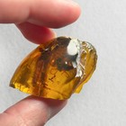 Burmese Amber Fossil  Lizard Inclusion  99 Million Years Old