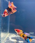 Betta Nemo Koi Multicolor Breeding Pair Live Fish High Quality  242