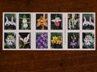 20 Forever First Class Letter Stamps Wild Orchids Stamps Mnh 2020 Book Pane