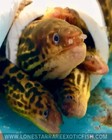 Tiger Moray Eel   Gymnothorax Polyuranodon  true Freshwater Moray  - Live Aquari