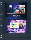  54 50 Scott Value - 2017 Antigua Jellyfish 3 S s Caribbean Sea Cv Mnh Nh Umm