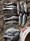  6  Surf   Pier Fishing Rigs  Pompano  Whitings  Croakers  Snappers  Spots  Etc 
