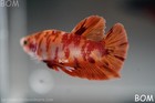 Live Betta Male Red Orange Leopard Fancy Hmpk   Bom347