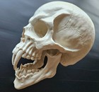 Human Head Vampire Skull - Fast Shipping